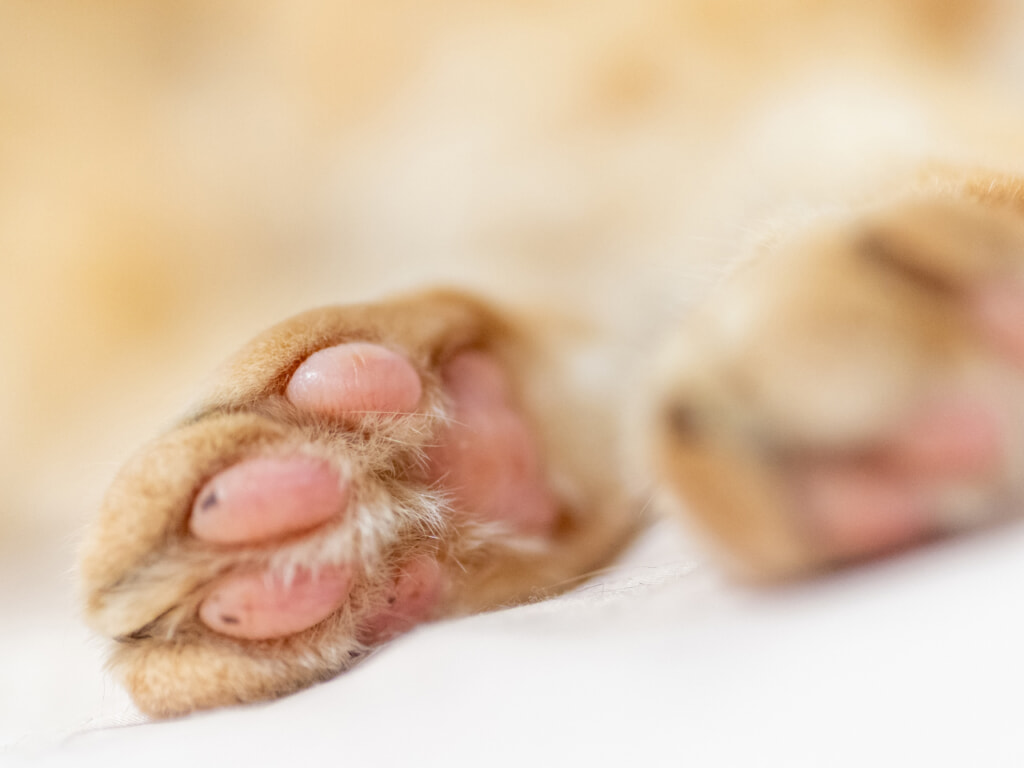 かわいい猫の肉球