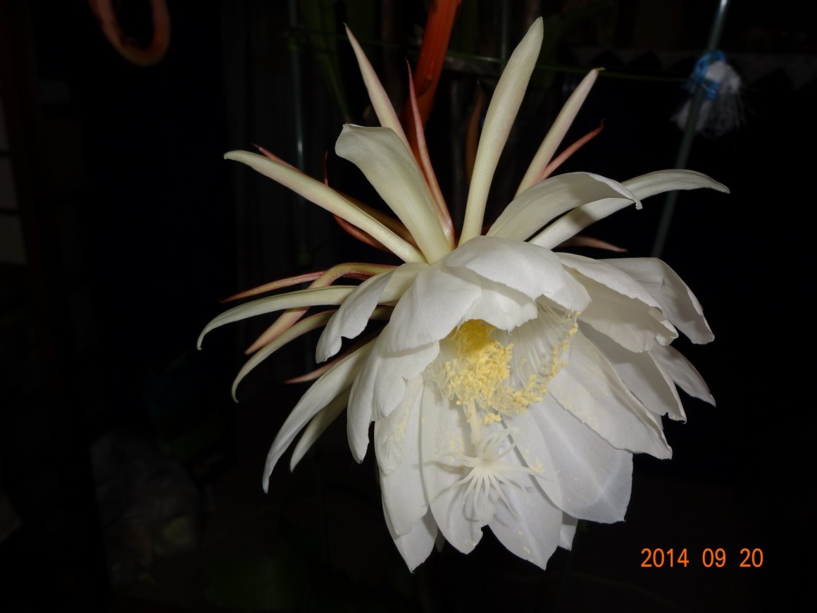 DSC03293 DSC03293