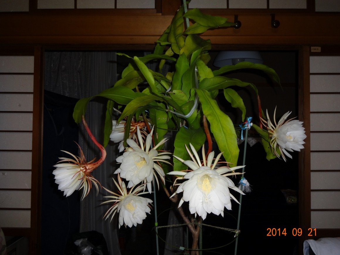 DSC03295 DSC03295
