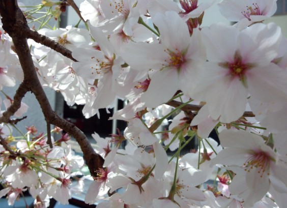DSC_00103 DSC_00103